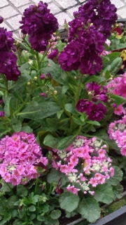 COMMON TIME 元町 / CHARMY 元町 のブログ-20110206160532.jpg